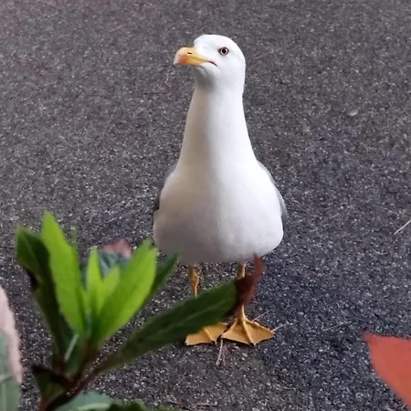 Privat bolig Anthemis Romito Magra