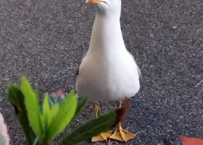 Privat bolig Anthemis Romito Magra